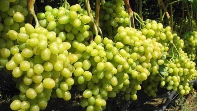 Один из самых продаваемых сортов винограда