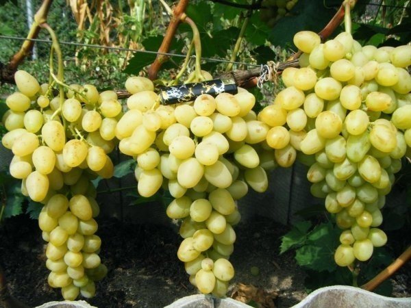Сорт винограда аркадия