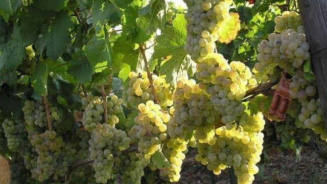 Технические сорта винограда: особенности и назначение, уход, лучшие сорта, фото, отзывы виноградарей