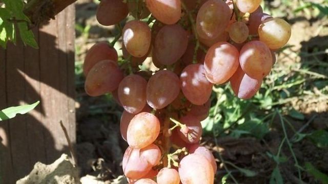 Вкусный и надежный сорт винограда «Кишмиш Находка»
